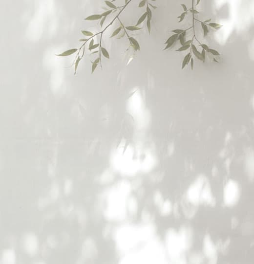 Soft branches against a misty backdrop