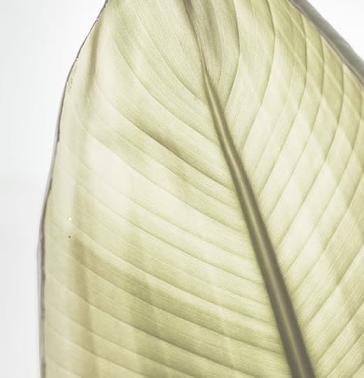 Close-up of a sunlit leaf