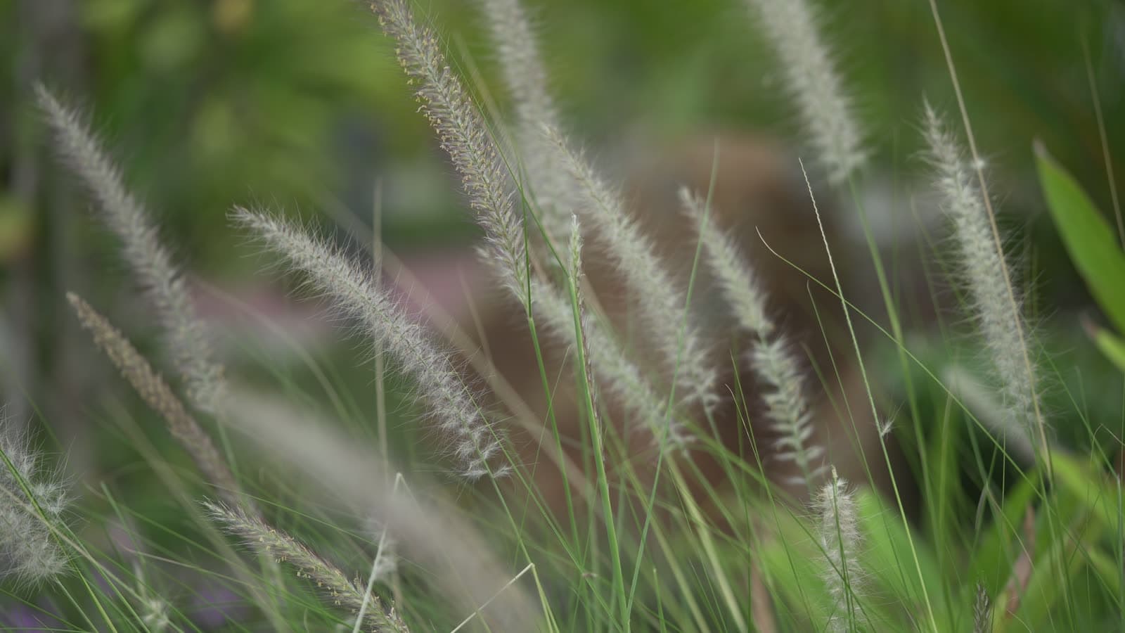 Ornamental grasses catching the evening light