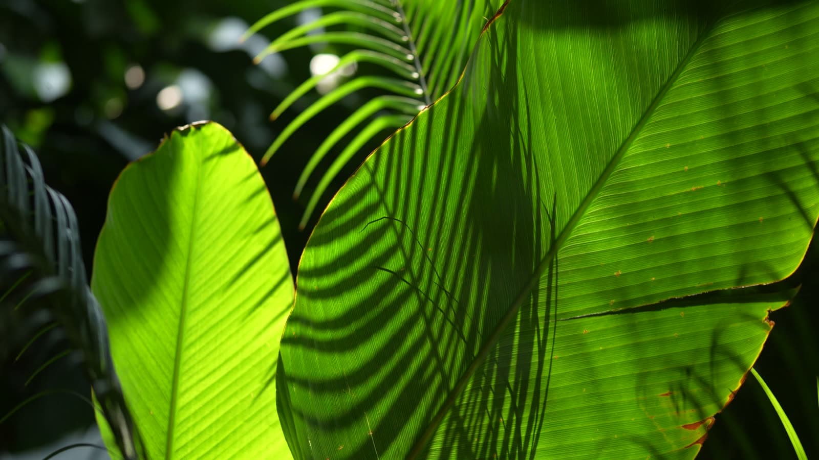 Sunlight moving across large tropical leaves